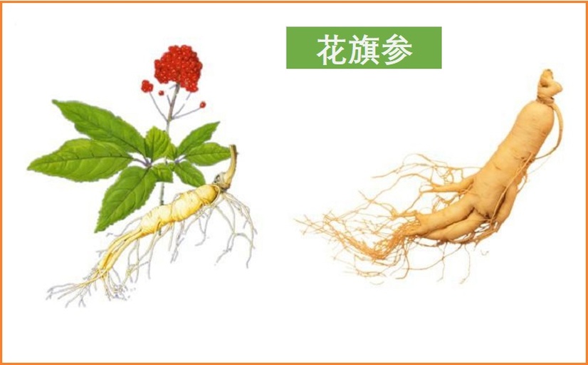 花旗参整株特写