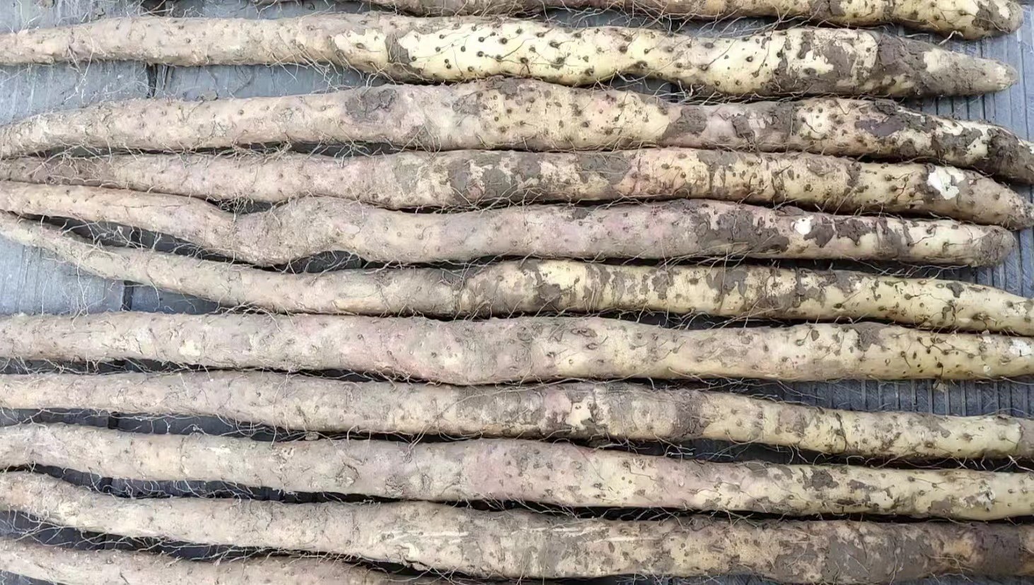 棒山药特写展示