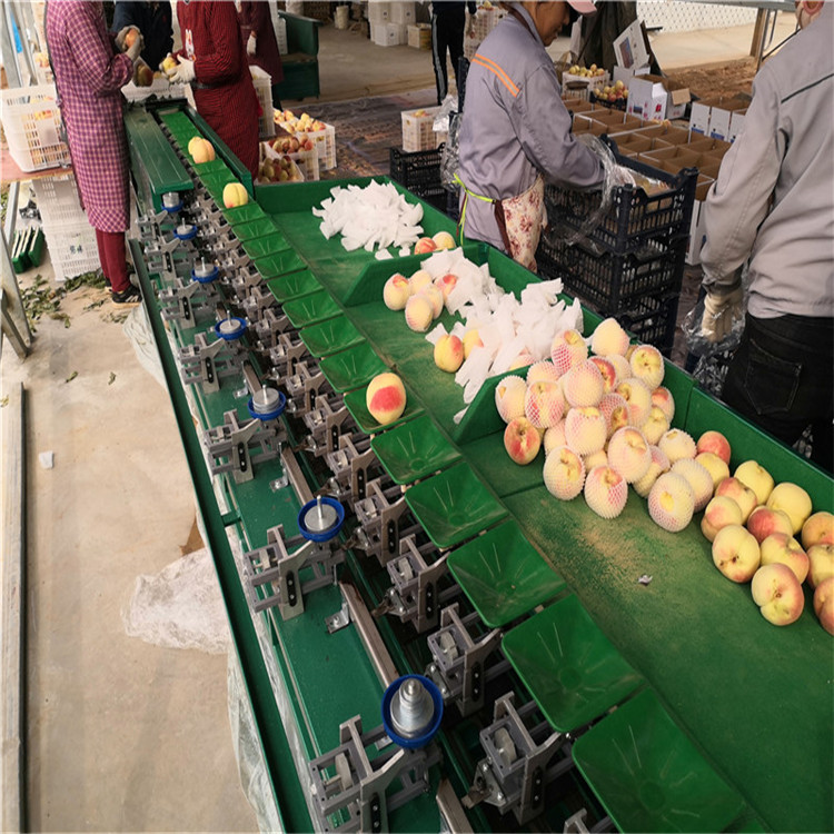 工人正在果园中采摘成熟的冬桃,使用专业剪刀小心剪下果实放入塑料筐;另一侧为分拣车间,工作人员在流水线上对桃子进行清洗、分级、称重,并装入带有品牌标识的纸盒中,体现标准化生产流程 冬桃采摘与分拣场景
