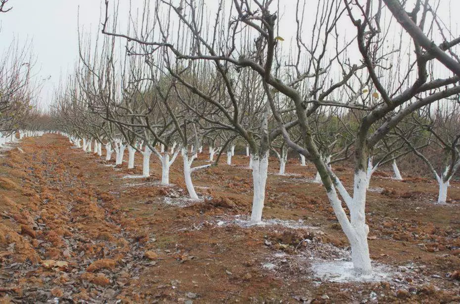 柿子树干涂白处理