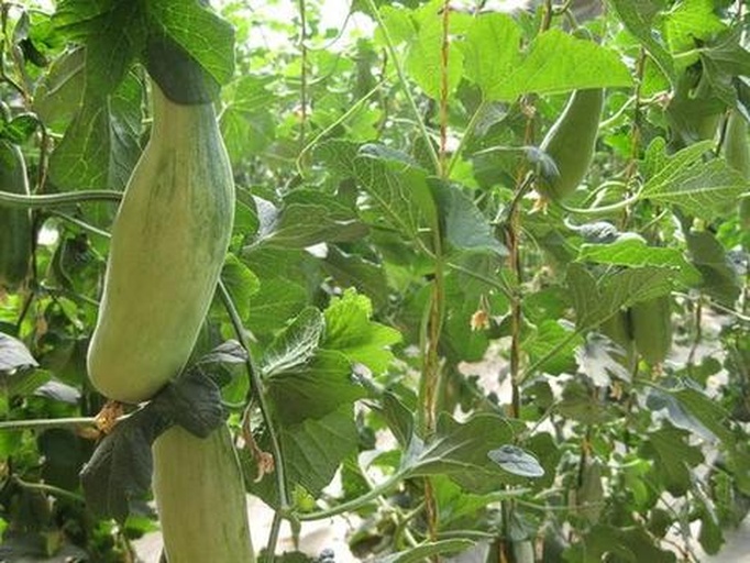 蛇瓜与丝瓜植株对比图