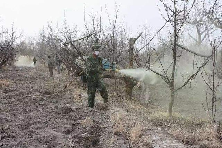 甜橙病虫害防治现场图