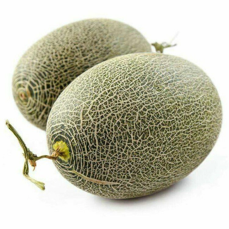 左侧为成熟网纹瓜,右侧为普通甜瓜,对比展示网纹瓜独特的网状纹理和颜色差异 成熟网纹瓜与普通甜瓜的对比