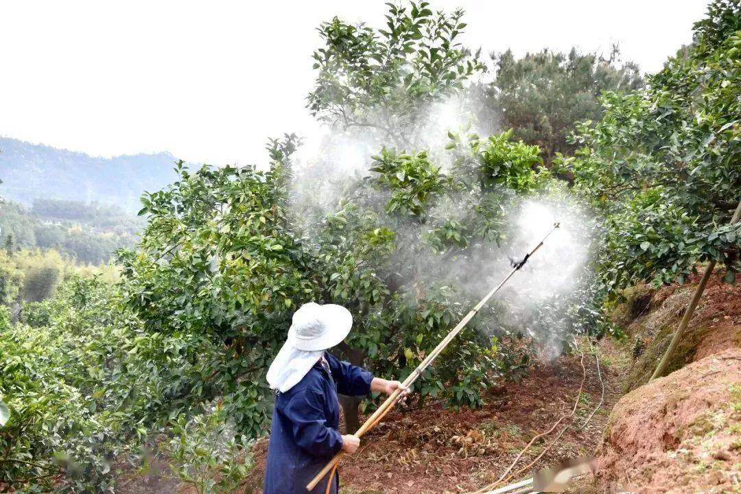 田间喷药操作实景图