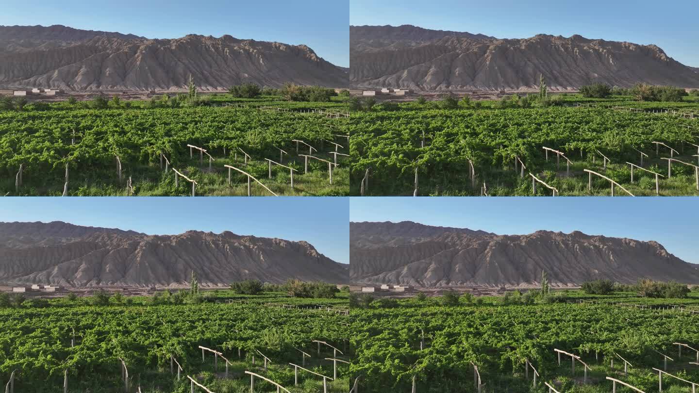 新疆吐鲁番火焰山脚下连片无籽红提葡萄园航拍图:整齐的V形篱架栽培系统,覆膜滴灌带清晰可见,藤蔓繁茂,果穗均匀下垂,果实呈深紫红色,表面覆有天然果粉,背景为赭红色山体与湛蓝天空,体现典型干旱绿洲农业生态 新疆吐鲁番无籽红提标准化种植基地航拍全景