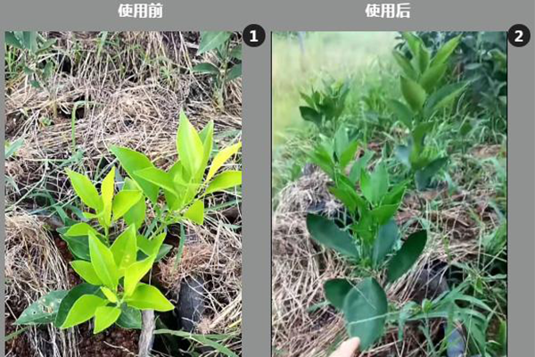 柑桔果园根系发育对比效果图