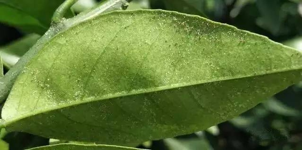 金桔叶片日灼病症状特写