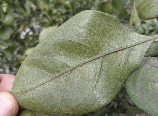 金桔叶片病虫害识别图谱