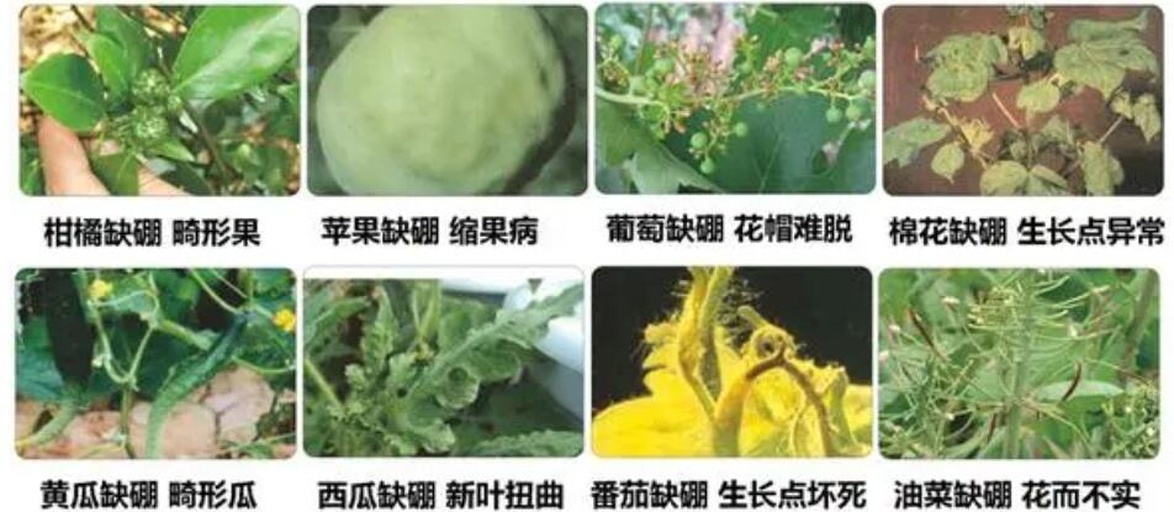 番茄叶片与果实营养诊断图谱