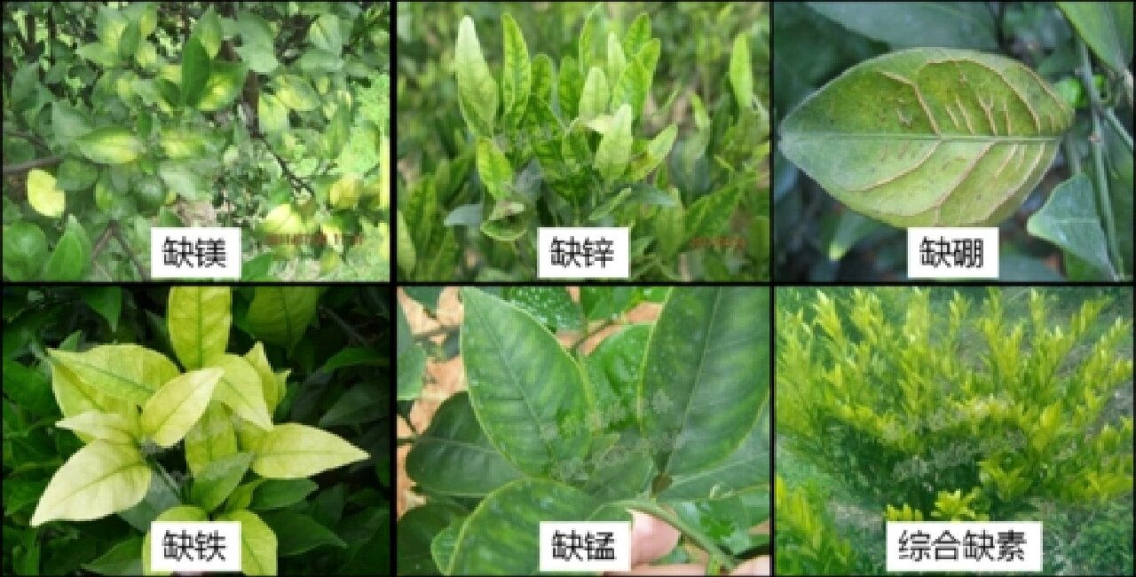草莓不同缺素症状对比图:铁、镁、锌缺乏分别导致的叶片变化 草莓缺素症状对比图