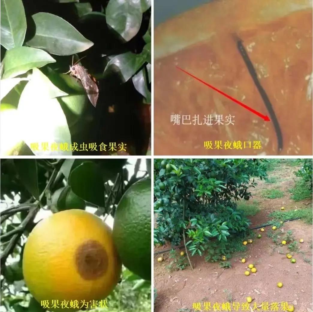 柑橘果园中使用频振式杀虫灯诱杀柑橘果实蝇成虫 柑橘果园使用诱虫灯