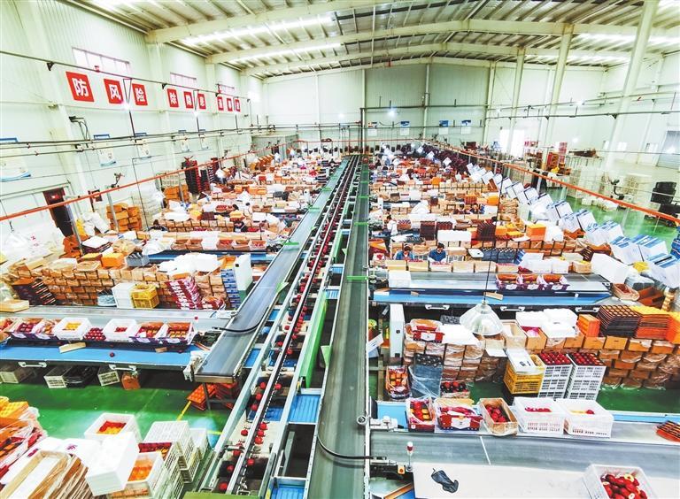 库尔勒香梨分级流水线作业场景