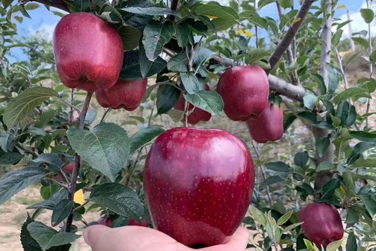 一对年轻父母带着孩子在秋季的苹果园中采摘红富士苹果,孩子手持篮子满脸笑容,父亲正在帮助摘高处的果实,阳光透过树叶洒下斑驳光影,营造温馨自然的家庭出游氛围 年轻家庭在苹果园中亲子采摘场景