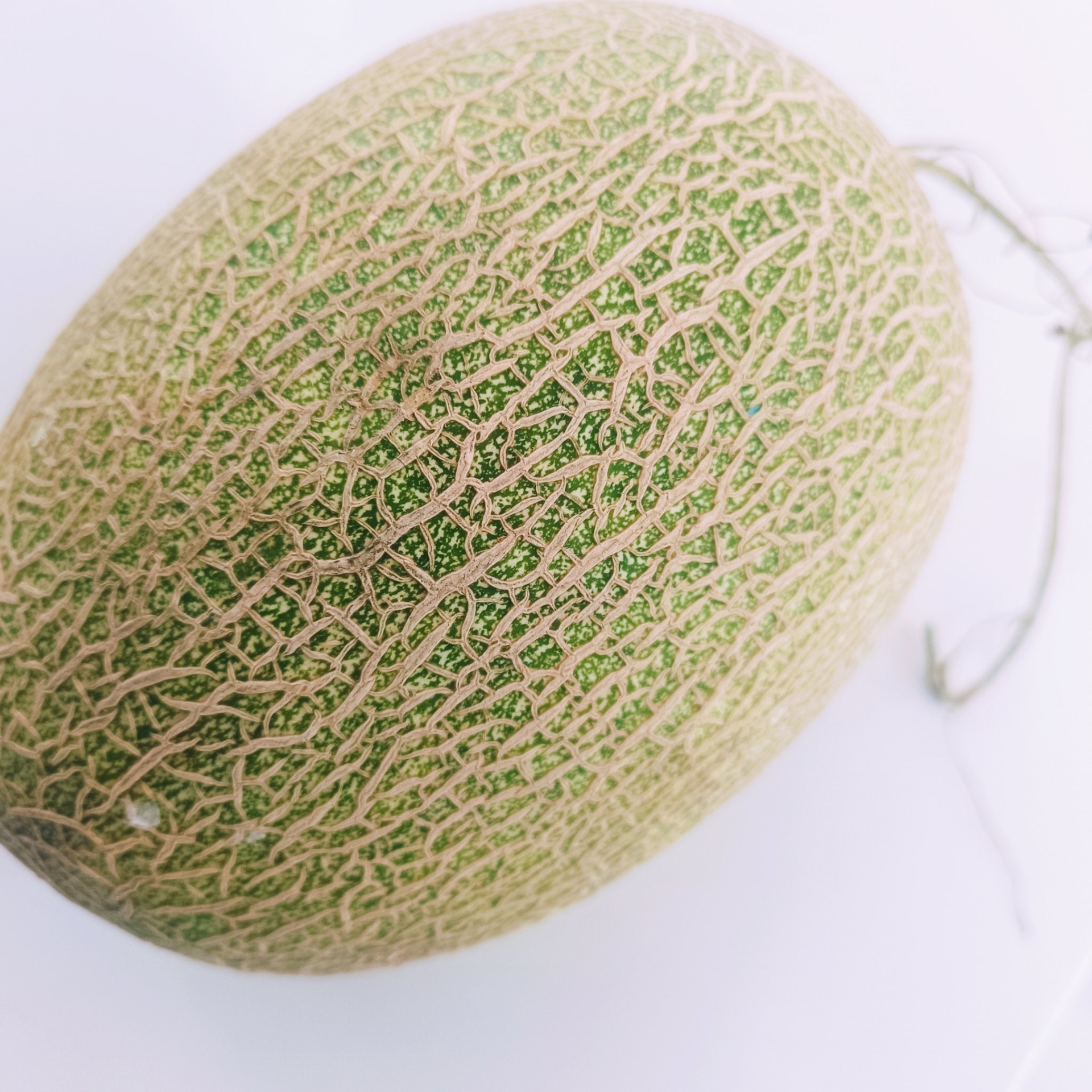 网纹瓜特写图片