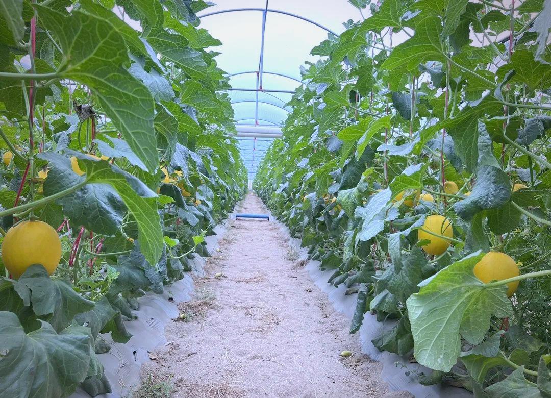 温室内部场景,一排甜瓜植株正在开花,黄色雄花与白色雌花清晰可见,一只熊蜂正停留在雌花上采集花粉,背景可见悬挂式蜂箱,温湿度传感器安装在支架上 甜瓜熊蜂授粉实景图