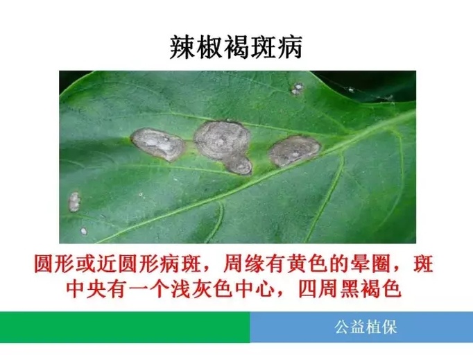 花椒炭疽病叶片特写
