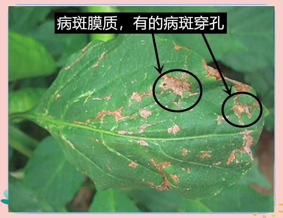 高清摄影图:左侧为幼苗期跳甲危害(子叶穿孔)、中上为莲座期小菜蛾幼虫啃食叶肉留表皮(‘开天窗’状)、右下为结球期软腐病导致叶球腐烂流脓;背景标注对应生育期及温度湿度范围 白菜不同生育期典型病虫害对照图