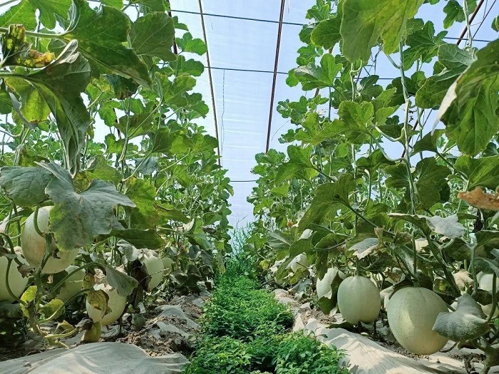 翡翠蜜瓜整体外观特写