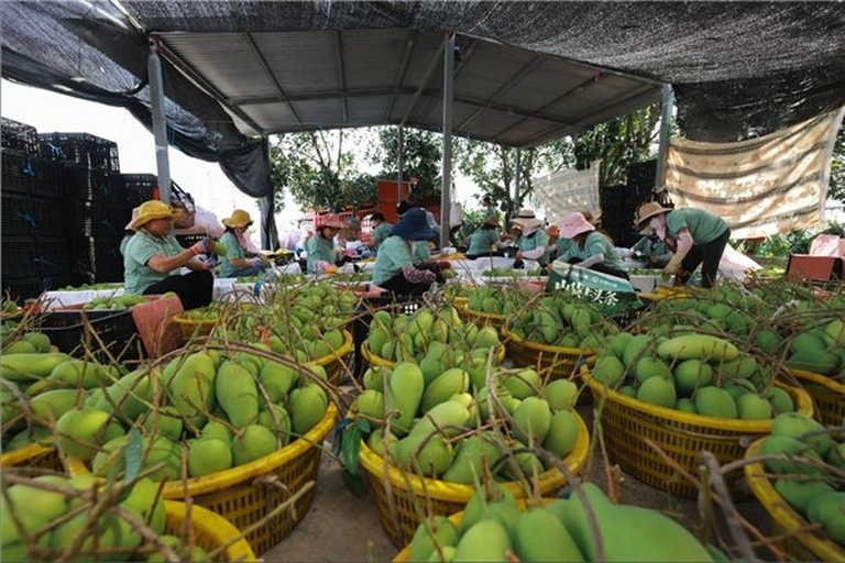 单个芒果被手工包裹进黄色纸张的过程特写