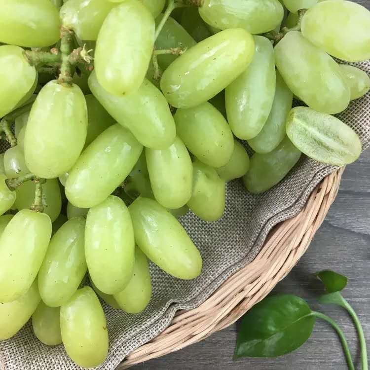 生活化场景摄影:新鲜采摘的Red Globe红提经清水轻柔冲洗后置于传统竹编食篮,果表水珠清晰可见;旁置不锈钢水果叉(体现便捷食用)与透明玻璃水杯(暗示搭配饮水助代谢),整体色调清新自然,传递‘即食、洁净、无添加’的农产品本真属性 清洗后的红提葡萄堆叠在竹编食篮中,水珠晶莹,旁边摆放不锈钢水果叉和玻璃水杯,呈现健康早餐场景