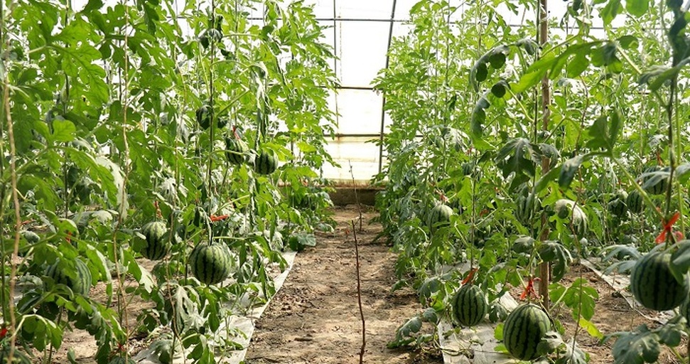 新疆日光温室西瓜种植场景