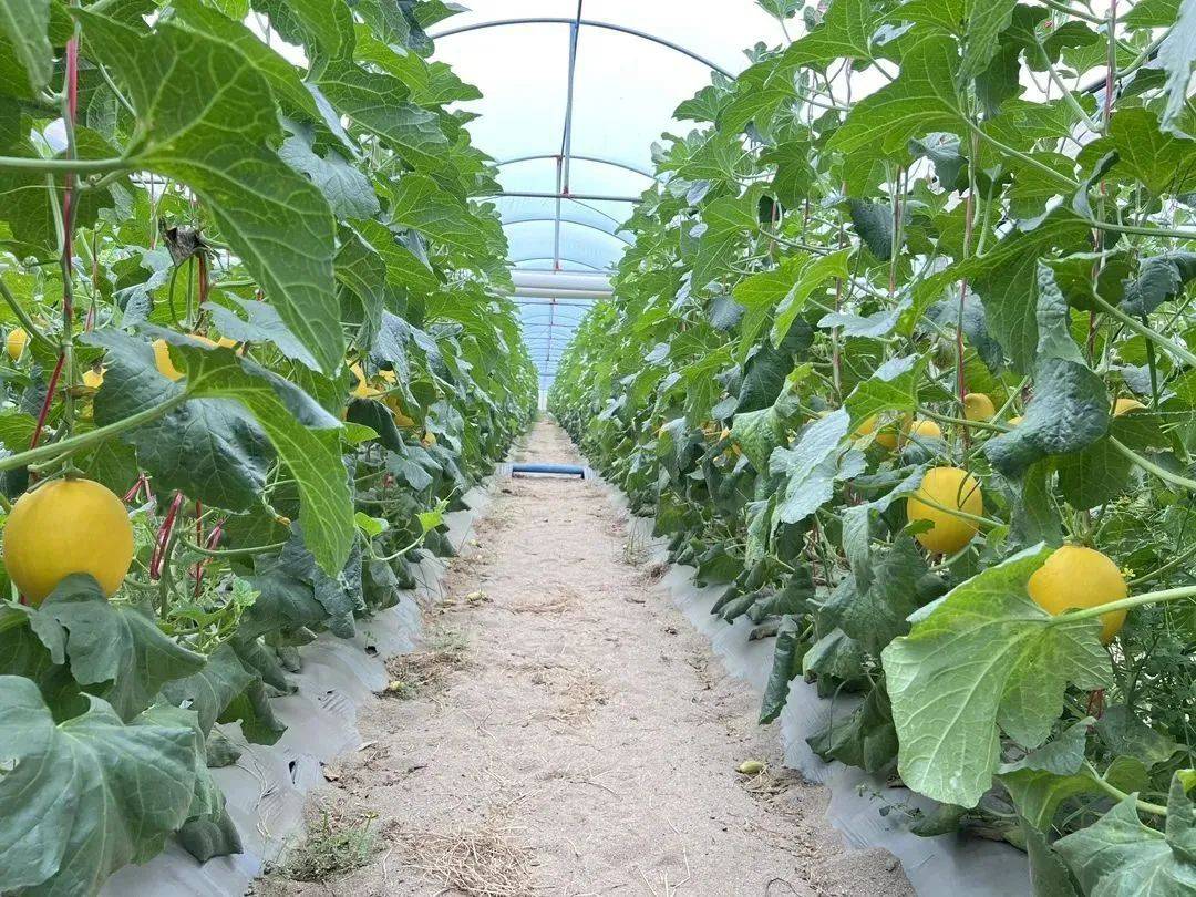 温室中熊蜂授粉工作场景