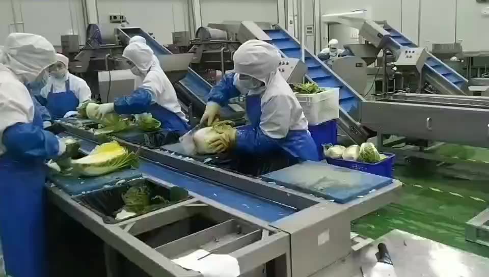 荷兰豆加工流水线