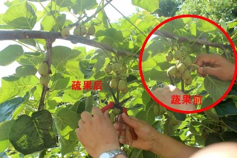 蜜橘果园中果农进行疏果管理的现场图