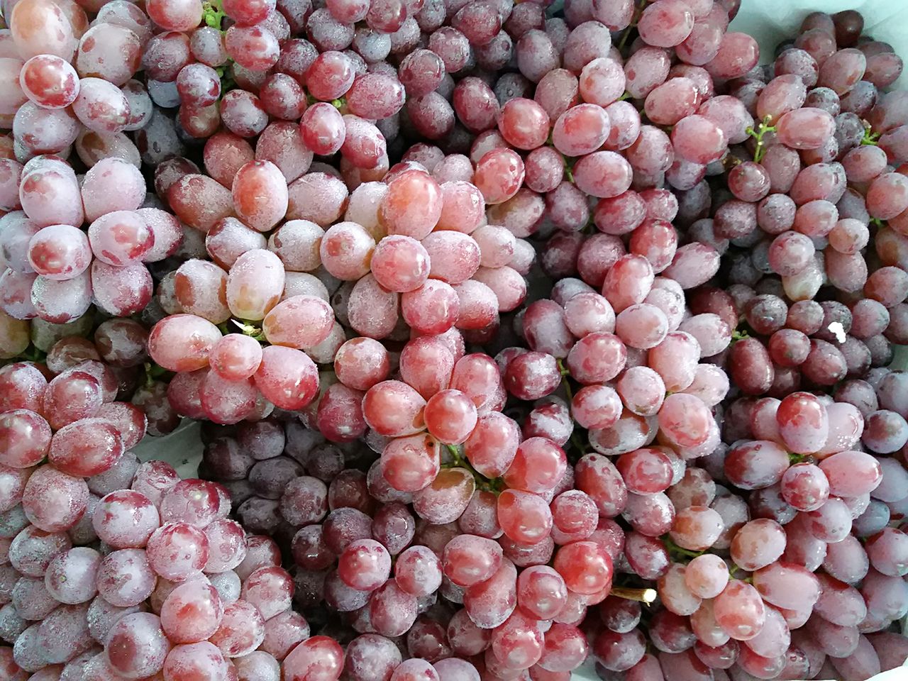 红提无籽葡萄特写图