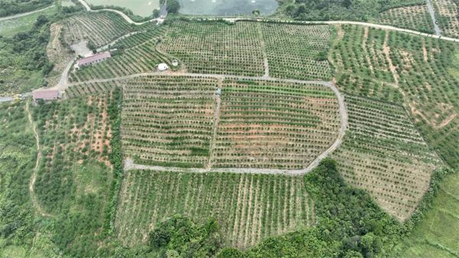 大芹山山芹种植基地航拍图,展示高山梯田种植环境 山芹种植基地航拍图