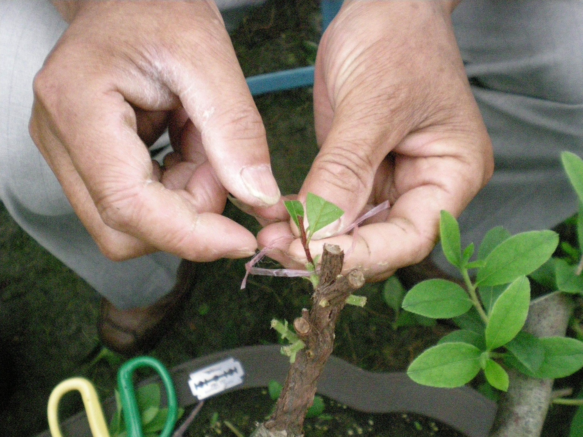 高杆月季修剪示意图