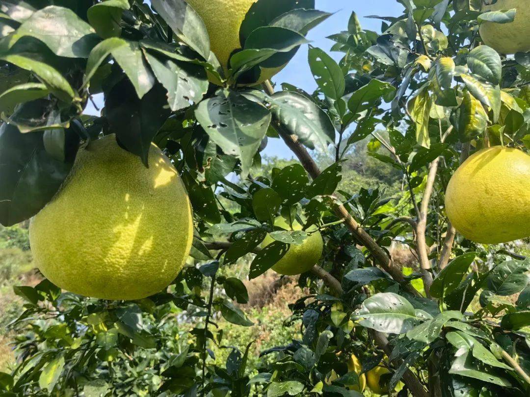 柚子树与成熟果实特写