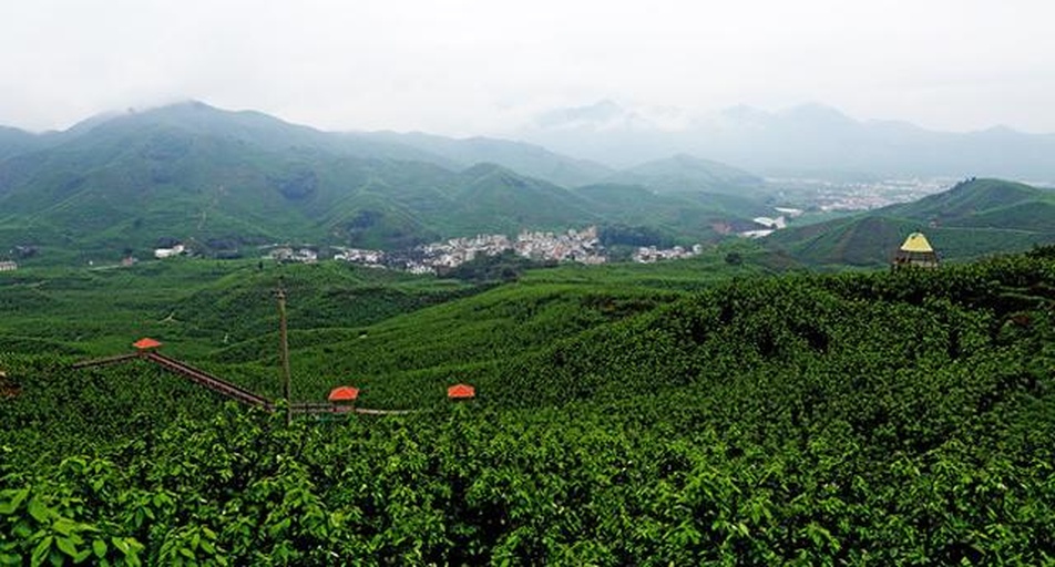 武夷山茶园实景图,展示星村镇核心产区的生态环境与茶树长势 武夷山茶园实景图