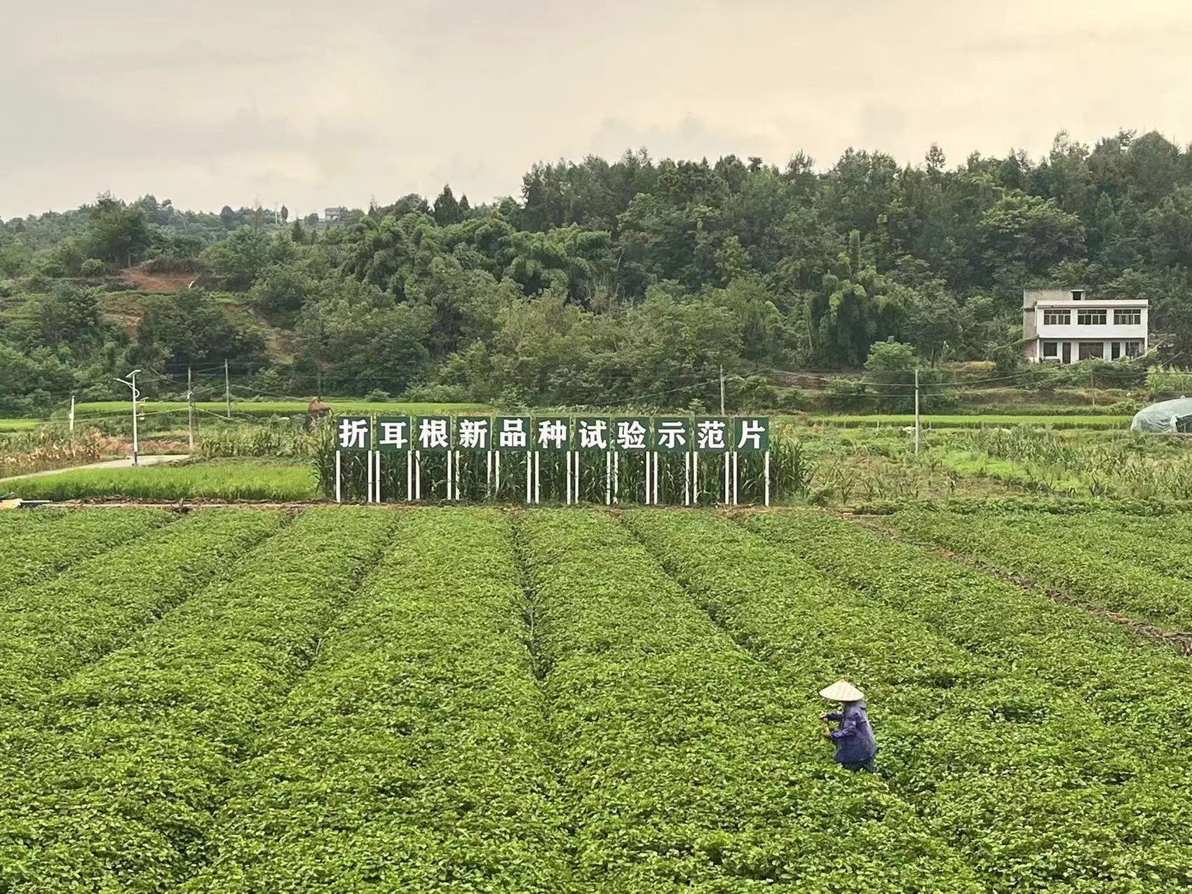折耳根种植基地实景图