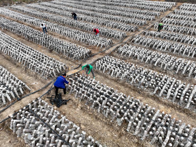 田间场景,一台小型旋耕机正在将褐色的平菇菌渣均匀翻入土壤中,地表可见明显的有机物料分布,远处有农民观察作业效果,天空晴朗,适合春季或秋季耕作 平菇菌渣施入农田翻耕作业图