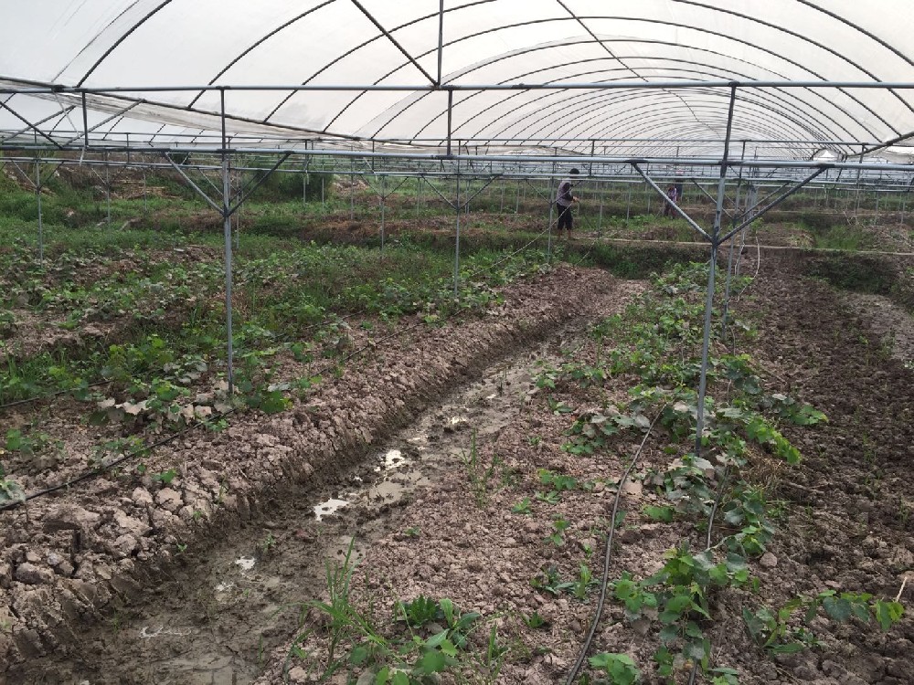 华北地区茼蒿田间播种示意图