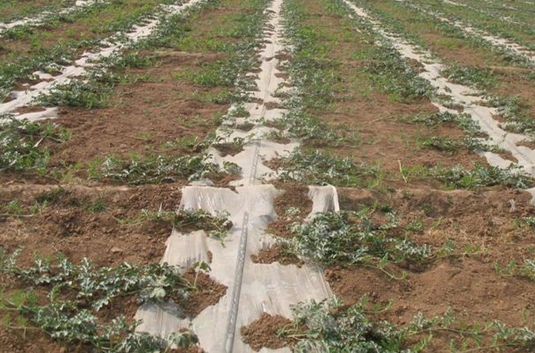 一片西瓜种植地,绿叶覆盖的地膜上生长着健康的西瓜植株,藤蔓延伸,部分果实露出地面,其中一个已被切开展示内部空心结构,周围土壤湿润,显示良好的田间管理状态 田间种植的西瓜植株与果实特写