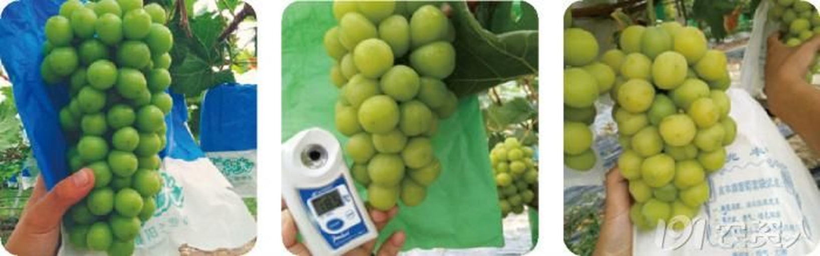 青提成熟期田间检测场景