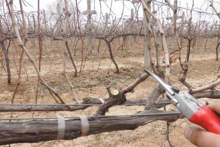 葡萄冬季修剪示意图