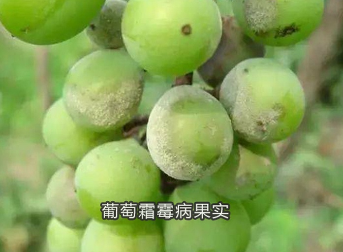 左:扫描电镜下巨峰葡萄果粉六边形蜡质晶体(放大5000×),晶体排列致密有序;中:人工喷洒农药残留模拟图(不规则颗粒聚集,附着于表皮沟壑);右:灰霉病初期孢子团(蓬松絮状,边缘模糊,可见分生孢子梗) 巨峰葡萄果粉显微结构对比图