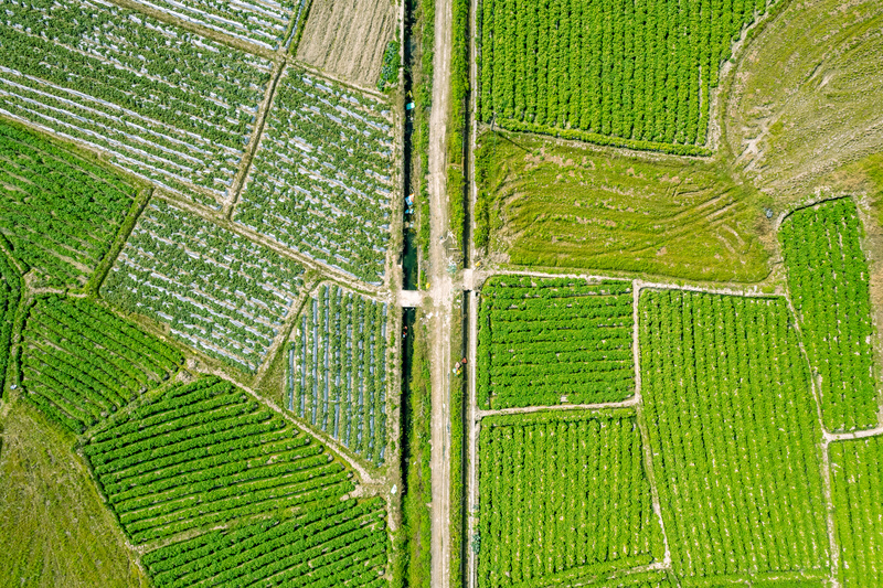 谷子田整体生长状况航拍图