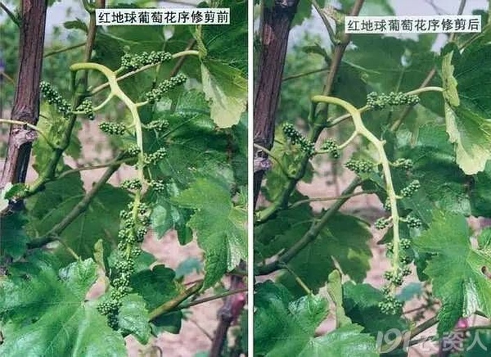 葡萄柚夏季修剪前后对比图,展示修剪对通风透光的改善效果 葡萄柚夏季修剪前后对比图