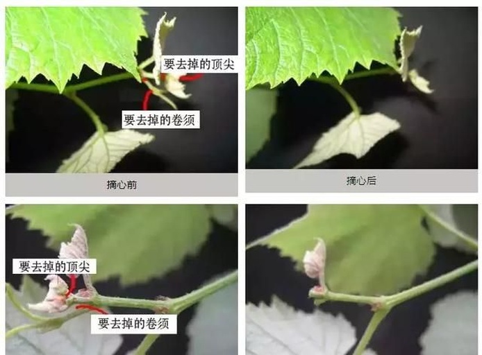 巨峰葡萄花后摘心与副梢处理示意图,展示正确修剪方法 巨峰葡萄花后摘心与副梢处理示意图