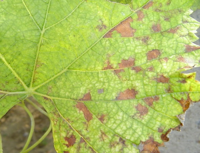 葡萄叶片被绿盲蝽危害后的典型症状