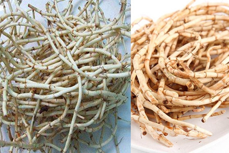 骨碎补与石崖姜对比图