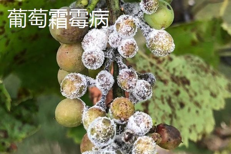 葡萄果实横切结构特写，清晰显示果肉细胞中密集分布的酒石酸结晶簇与液泡内高浓度苹果酸溶液，背景为实验室pH试纸显色对比（pH2.8-3.2）