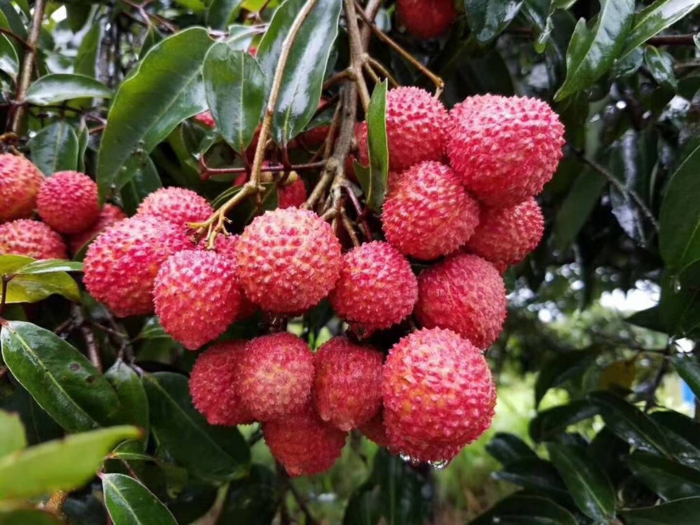 越州红荔枝成熟果实特写,展示其鲜红果皮与饱满果粒 越州红荔枝成熟果实特写