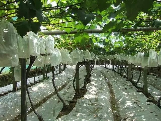 一座现代化的葡萄避雨棚,钢架结构支撑透明塑料薄膜屋顶,两侧可卷起通风,内部葡萄植株沿篱架整齐分布,地面铺设滴灌管道,展示南方地区应对高湿环境的技术设施 户太八号葡萄避雨栽培设施结构示意图