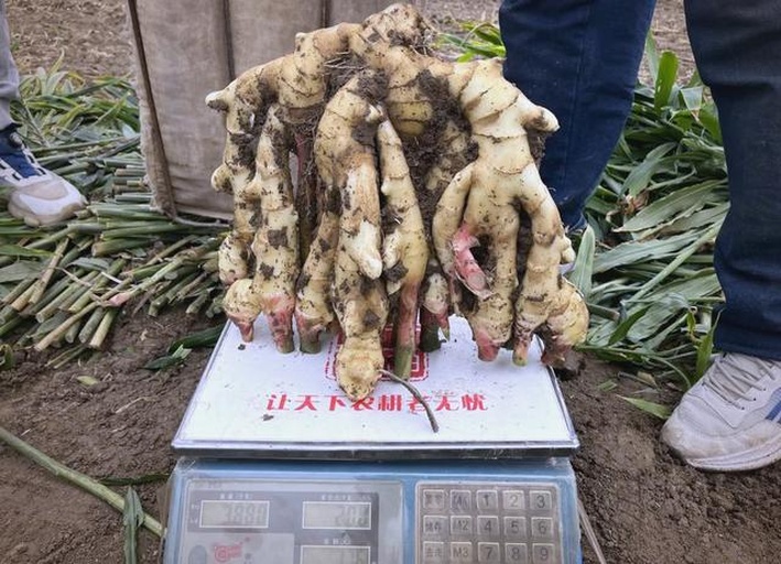 实验人员正在使用电子天平对精选出的100粒花生仁进行称重操作,背景为农业实验室环境,桌上摆放有镊子、称量纸、记录本等工具,展示标准百粒重测定流程 花生百粒重测量示意图