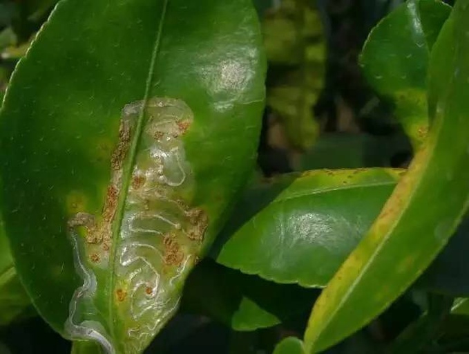 图片说明:左侧为柑橘蜡蝉成虫特写,显示其灰白色体表、覆蜡前翅及细长触角;右侧为低龄若虫群集于蜜橘嫩叶背面,体表可见明显白色蜡丝分泌物,背景为典型蜜橘新梢环境 柑橘蜡蝉成虫与若虫形态对比图